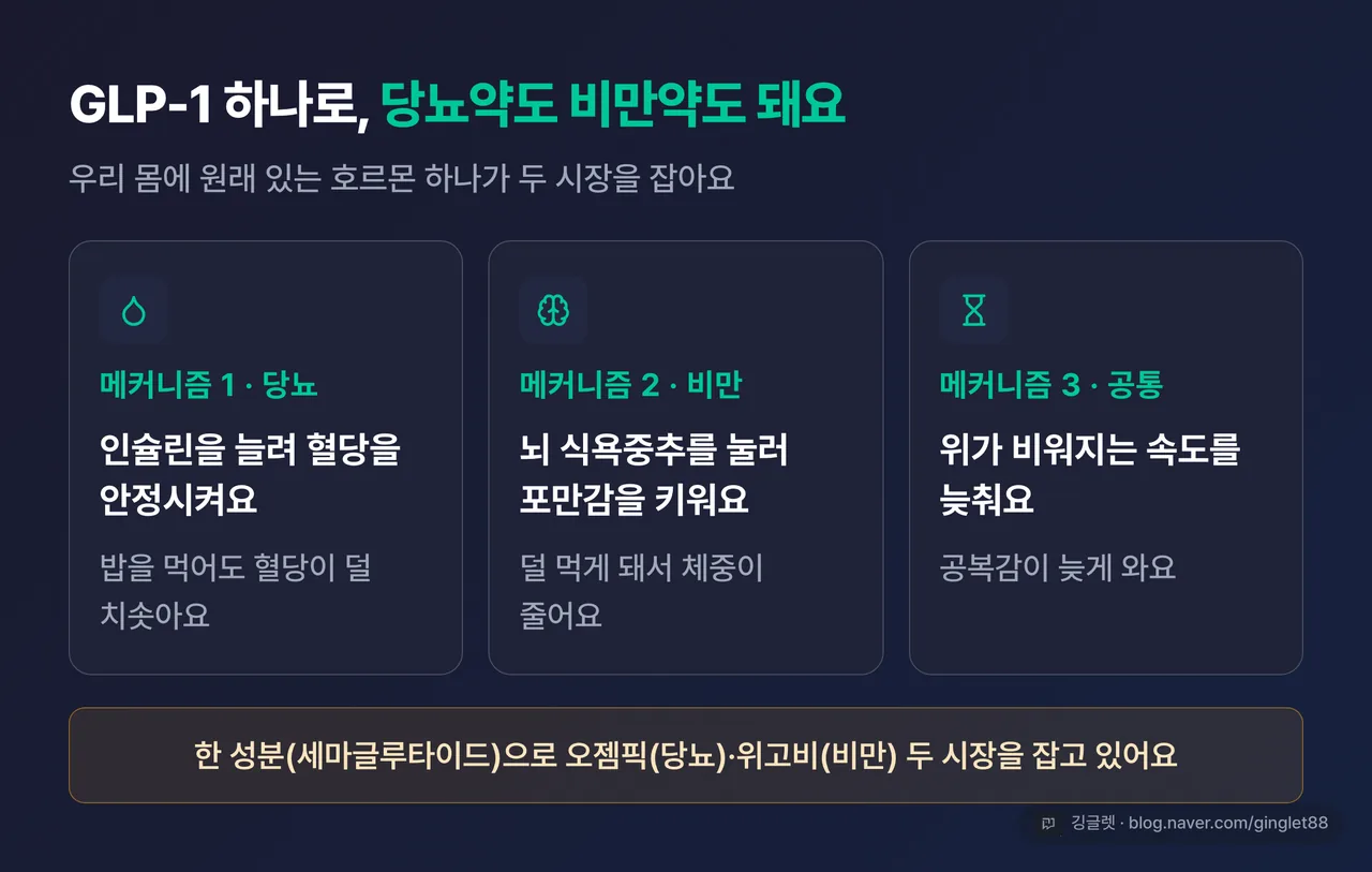GLP-1 작동 원리 카드 3분할 — 인슐린 늘려 혈당 안정(당뇨)·뇌 식욕중추 눌러 포만감↑(비만)·위 배출 지연