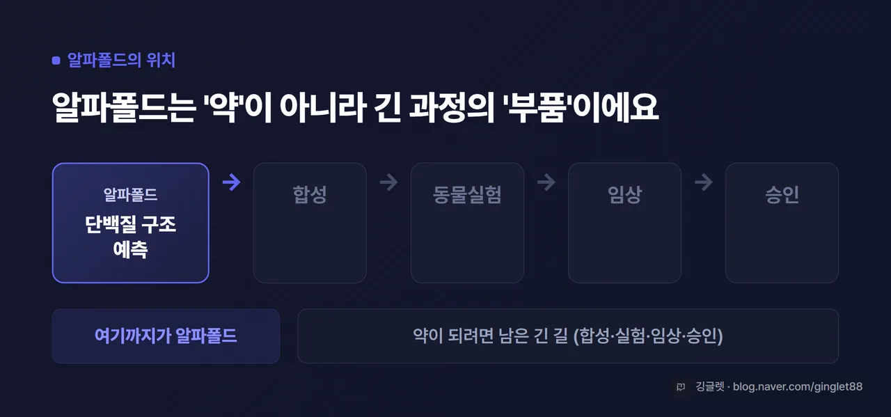 다이어그램 - “알파폴드의 위치” 가로 흐름도. [단백질 구조 예측=알파폴드] → 합성 → 동물실험 → 임상 → 승인. 맨 앞 한 칸만 그린으로 강조하고 “여기까지가 알파폴드”, 나머지는 회색. 우하단 깅글렛 워터마크